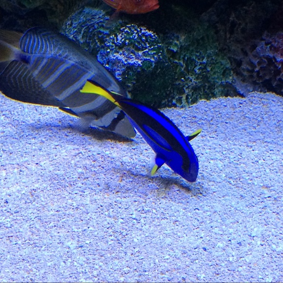 Meet your Posher, Angeleen - Picture 3 of 8